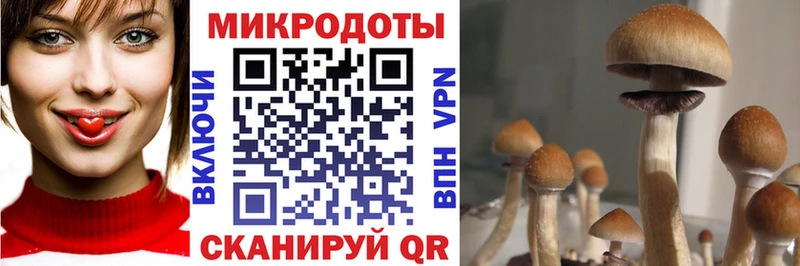 где купить наркоту  Краснослободск  маркетплейс наркотические препараты  Галлюциногенные грибы Psilocybe 